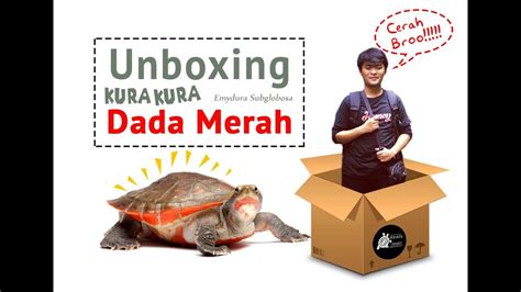 Miles de imágenes nuevas a diario completamente gratis vídeos e imágenes de pexels en alta calidad. Unboxing Kura Kura Dada Merah cerah (emydura subglobosa ...