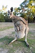 Australia, Queensland, mum kangaroo carrying joey in her pouch stock photo