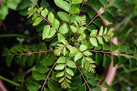 How To Grow Curry Leaf Trees Gardeners Path