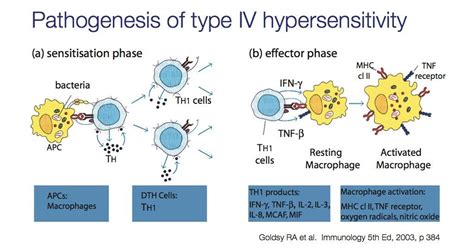 Type Iv Hypersensitivity Hypersensitivity Type Iv Hypersensitivity