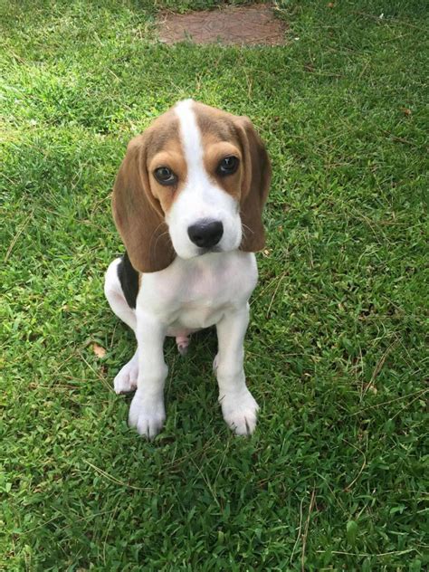 3 Month Old Beagle Weight Dog Breed Information