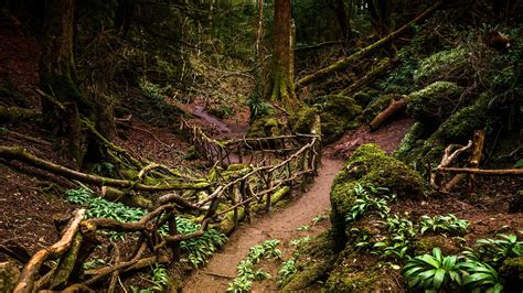 Puzzlewood Path Bing Wallpaper Download