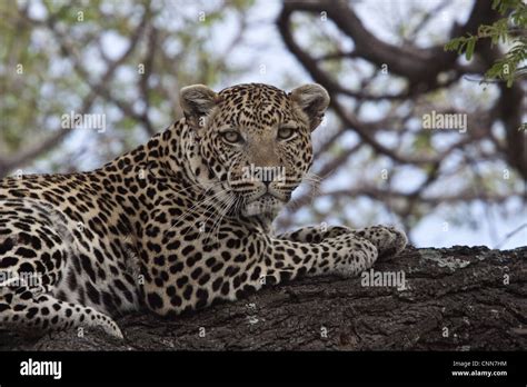Alert African Leopards Looks Out From Tree Branch Stock Photo Alamy