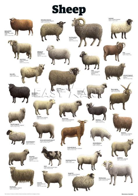 Sheep Art Print By Guardian Wallchart Moutons Pinterest