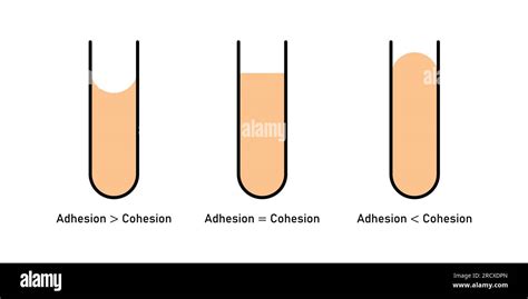 Adhesion And Cohesion Of Water Concave And Convex Meniscus Vector