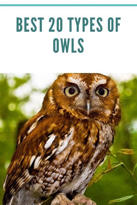 Best 20 Types Of Owls Owl Owl Species Elf Owl
