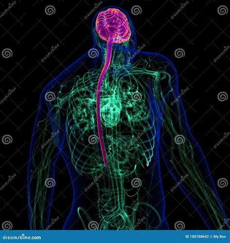 D Illustration Human Brain With Circulatory System Anatomy Stock