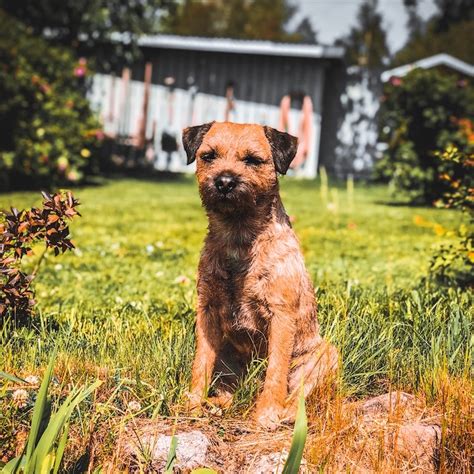 What Is The Breed Of Border Terrier