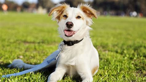 Adopting A Mutt Can Be Absolutely Mutt Tastic Godspeed Animal Care