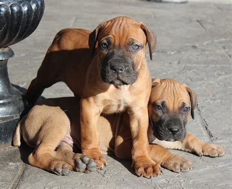 The Majestic South African Boerboel And Its Importance African