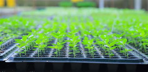 Browse our selection of plants and garden products online. growing green plant seedlings in industrial bedding ...