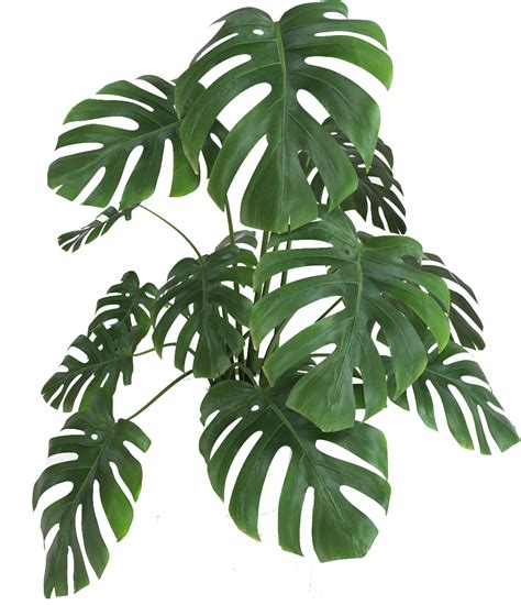 See more ideas about christmas, christmas clipart, christmas images. plantas png - Planta - - Monstera Plant Transparent ...