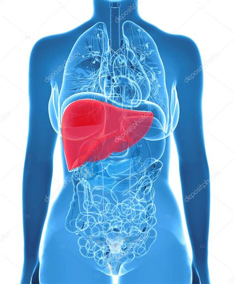 Anatomía Del Hígado Humano En Vista De Rayos X 2023
