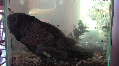 My Huge 13 Year Old Plecostomus Fish Youtube