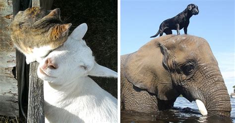 20 Unusual Animal Friendships That Are Absolutely Adorable Bored Panda