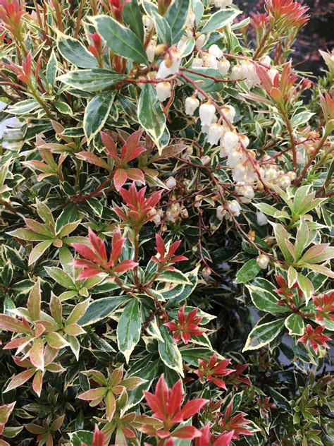 Pieris Japonica Little Heath Deciduous And Evergreen Shrubs