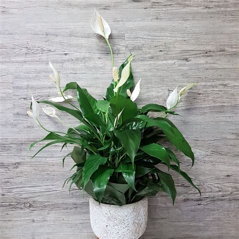 Plants Peace Lily Planter Flower Deliveries Online