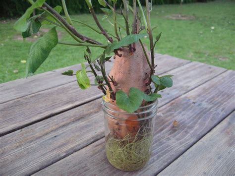 Picking The Ideal Location For Your Garden Growing Sweet Potatoes