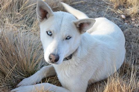 They can grow between 20 to 26 inches and weigh between 35 to 38 pounds as an adult. Gallery White Swiss Shepherd Husky Mix