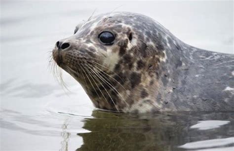 Rescued Seal Pups Released Into Burrard Inlet Video Canada Journal