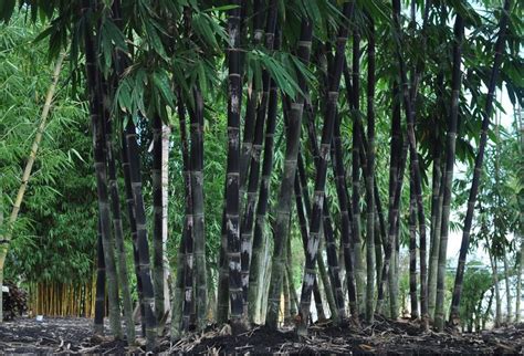 Oct 21, 2018 · 49. Black Timber Bamboo | Black bamboo, Bamboo garden, Unique trees