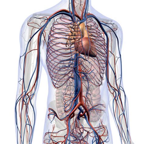 Abdominal computed tomography (ct) is a type of medical imaging procedure used to diagnose and monitor internal stomach issues, like cancer, bowel obstruction, and abdominal pain. Pulmonary Artery Stock Photos, Pictures & Royalty-Free ...