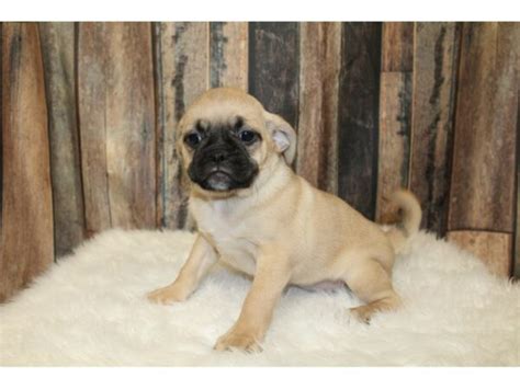 View Puggle 2nd Gen Puppy Photos Petland Racine Wisconsin