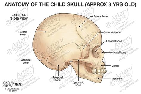 Anatomy Of The Child Skull Lateral Artery Studios Medical Legal