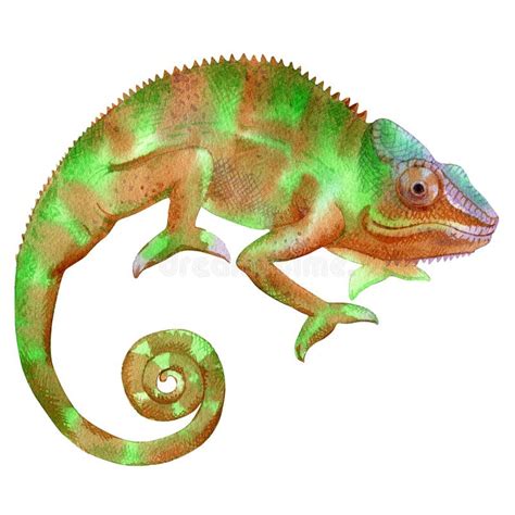 Watercolor Painting Of Chameleon Isolated On White Background Stock