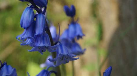 Spanish Bluebells Vs English Bluebells Whats The Difference A Z