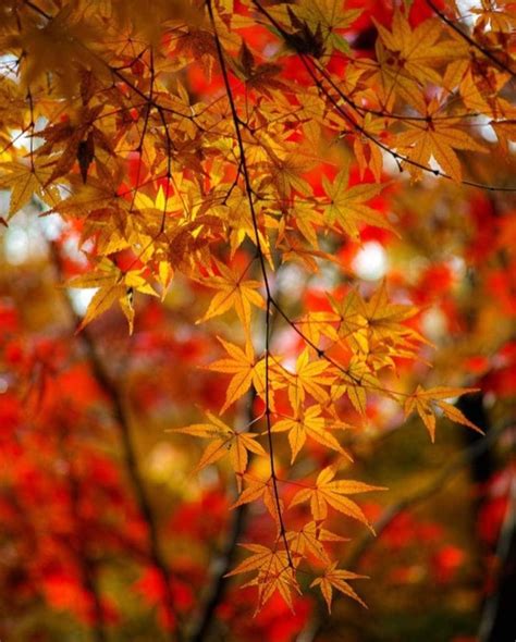 Pin By Becky Cagwin On Seasons Amazing Autumn Background Wallpaper