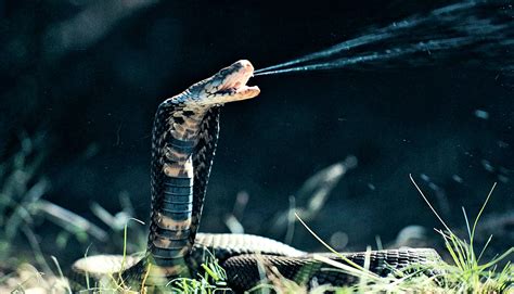 Great Facts Spitting Cobra Venom Evolved As An Extra Painful Defense
