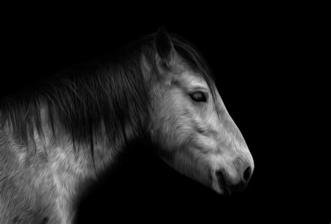 Premium Photo Horse Portrait Isolated On Black
