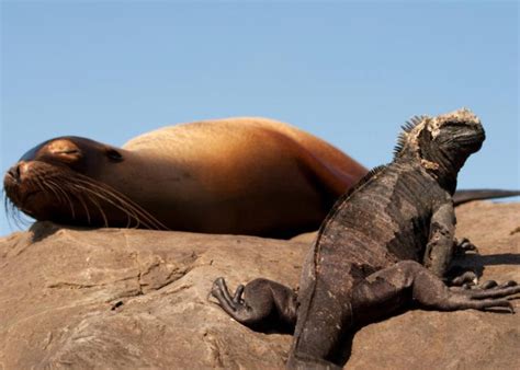 The Top 5 Most Unique Animals Of The Galapagos Islands