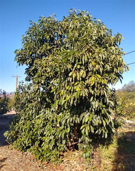 Hass Avocado Tree Greg Alders Yard Posts Food Gardening In Southern