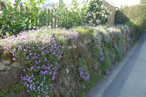 See more ideas about plants, outdoor gardens, ground cover. Gardening And Nature Therapy: Stone walls