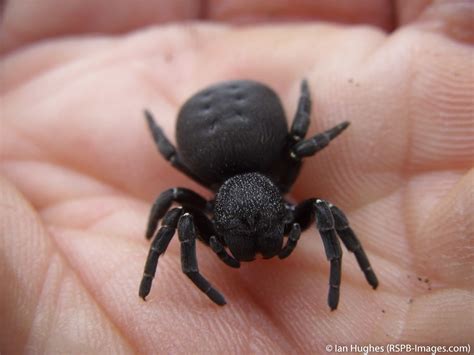 Ladybird Spider Eresus Sandaliatus Female Being Held Dorset July