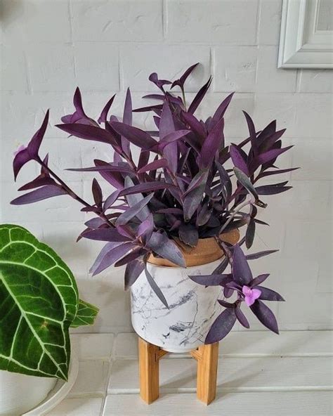 8 Best Purple Vines You Can Grow As Houseplants Purple Plants Purple
