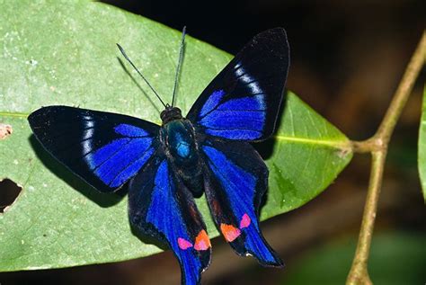 Stunning Blue Butterflies From Around The World Australian Butterfly