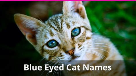 Whether sweet, salty, or spicy, food names are some of the cutest cat names around. 250+ of the Best Blue Eyed Cat Names For Male And Female ...