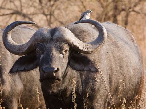 Amazing African Animals African Safari Amazing Game Hunting