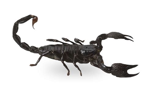 Emperor Scorpion Juveniles Strictly Reptiles
