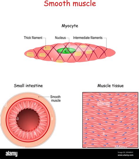 Structure Of Smooth Muscle Fibers Anatomy Of Myocyte Background Of