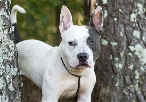 French Bulldog Mix With Pitbull Puppies From Brothels To Royals The
