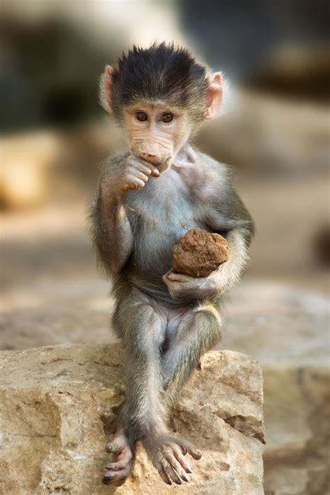 Just 16 Cute Monkey Babies That Will Make You Aww Cute Baby Animals