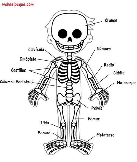 Representación Sobre Las Partes Del Esqueleto Humano Brainlylat