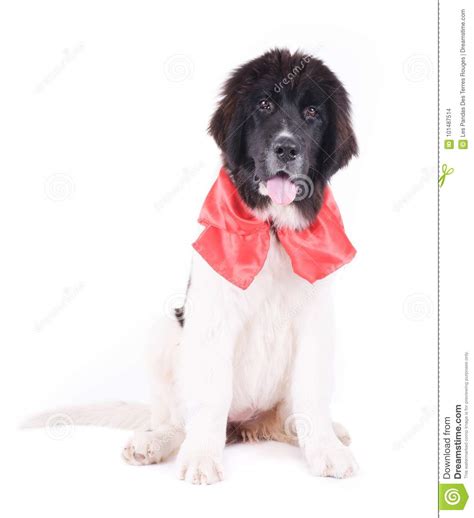 Landseer Dog Puppy Stock Photo Image Of Outdoor Outside 101487514