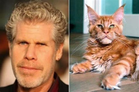 17 Cats That Look Like Celebrities