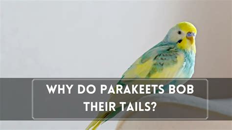 Why Do Parakeets Bob Up And Down 10 Reasons Birds News