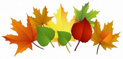 Fall Cliparts Clip Leaves Clipart Attribution Forget